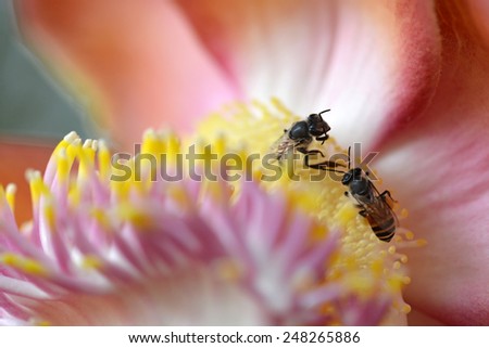 super macro shot of flower for beautiful background