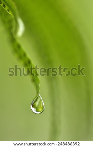 close up super macro shot water drop on plan in fresh natural concept close up  macro the fresh white orchids  natural concept