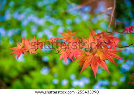 Japanese Maple leaves on a green backgroundJapanese Maple leaves on a green background