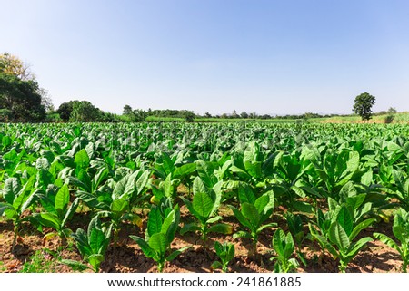 tobacco farm,tobacco field