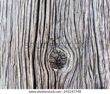 old wood skin background and textures