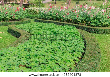nice green garden and colorful flowers