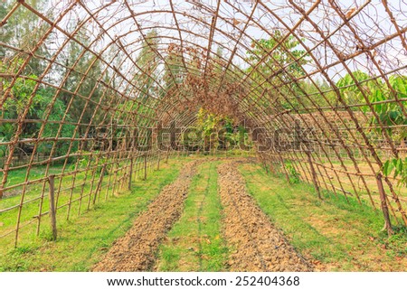 plants for annual crops field in the bamboo curved