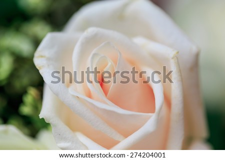 pastel rose in close up nature background