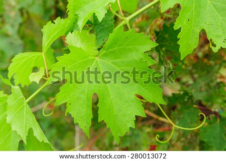 green leaves of the grape in nature background