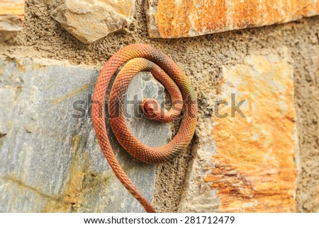 fake snake made by rubber hang on the stone wall