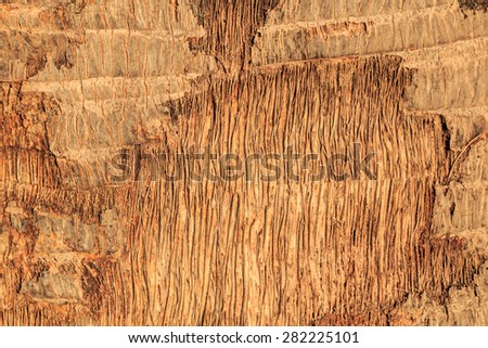 palm tree skin nature background and textures