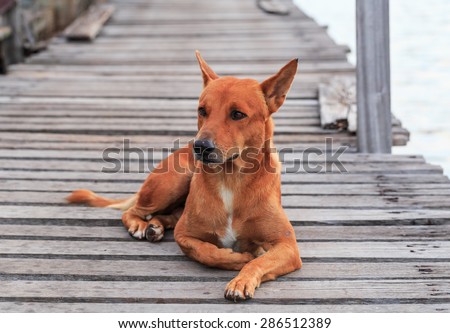 red Thai dog lay down on the wood path beside the sea