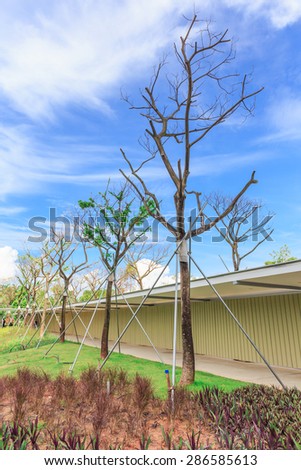 branch trees no leaves stand in line in the garden nature background