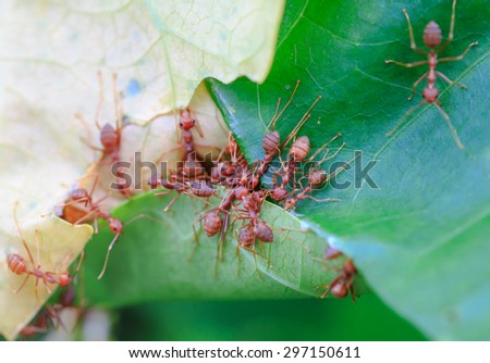 red ants working on the green leaves