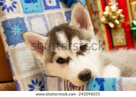 The husky puppy chews box