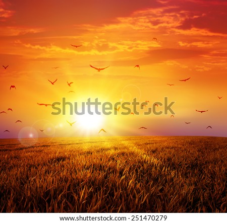 Warm sunset on the wild meadow. Intense sun setting down on a peaceful grass field with a flight of birds