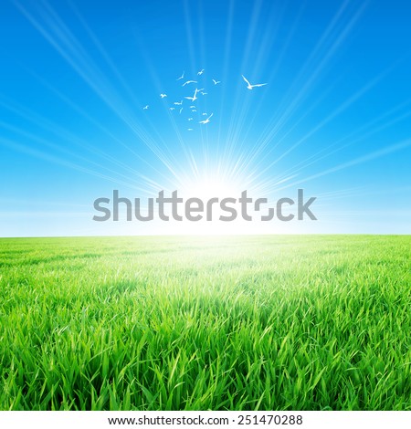 Spring field under the morning sun. Fresh field of green grass growing slowly under the rising sun. White birds fly up high