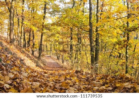 autumnal view of deciduous forest and forest way