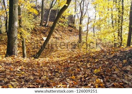 autumnal view of deciduous forest and forest way with ruin wall