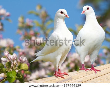 Two white pigeon on flowering background - imperial pigeon - ducula