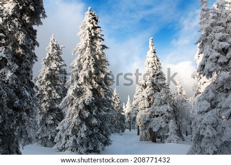 beautiful wintry view of snowy wood on mountains