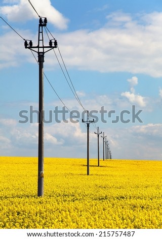 field of rapeseed (brasica napus) and medium voltage pole