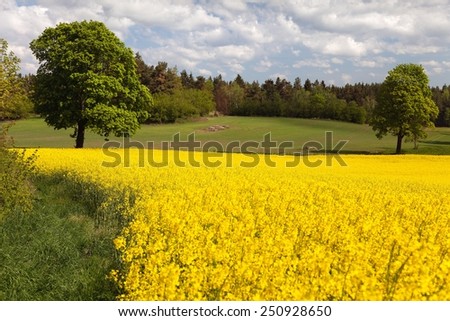 view of flowering field of rapeseed - plant for green energy - panoramic view