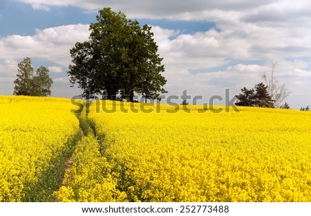 Field of rapeseed - brassica napus - plant for green energy and green industry