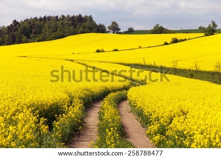 Field of rapeseed (brassica napus) - plant for green energy and green industry