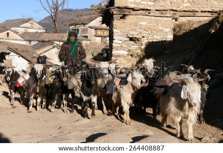 WESTERN NEPAL, CIRCA DECEMBER 2014 - caravan of goats go with goods from Simikot Area, Nepal
