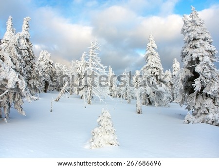 beautiful wintry view of snowy wood on mountains - Jeseniky mountains