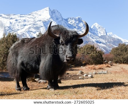 Black yak on the way to Everest base camp and mount Kongde - Nepal