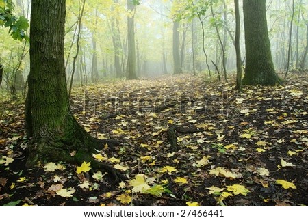 autumnal still life in deciduous temperate forest