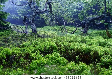 still-life from rychorsky prales - forest in national park Krkonose mountains Czech republic
