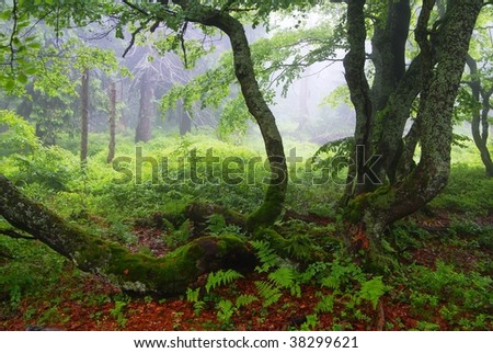 Krkonose Mountains