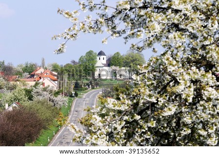 flowering cherry tree pictures. and flowering cherry-tree