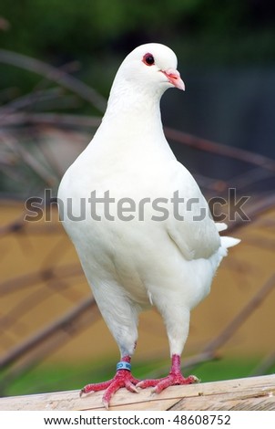 White pigeon - imperial-pigeon - ducula