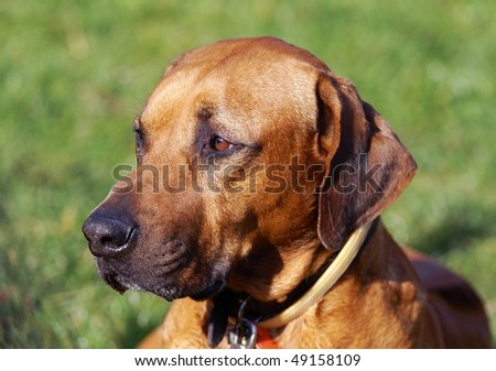 Head Of The Rhodesian Ridgeback - Dog Breed Stock Photo