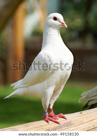 White pigeon - imperial-pigeon - ducula