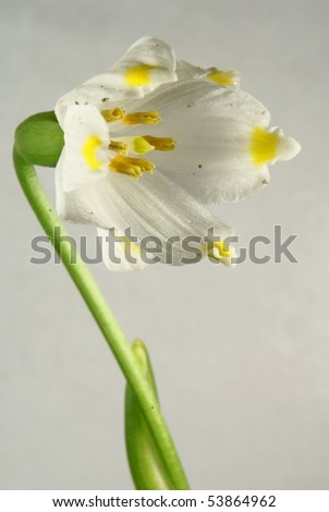 loddon lily