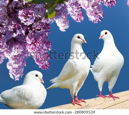 Beautiful view of three white pigeons on perch with flowering lilac tree background, imperial pigeon, ducula