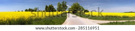 field of rapeseed (brassica napus) with rural road way and small forest - plant for green energy and oil industry