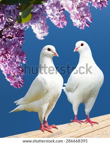Beautiful view of two white pigeons on perch with flowering lilac tree background, imperial pigeon, ducula