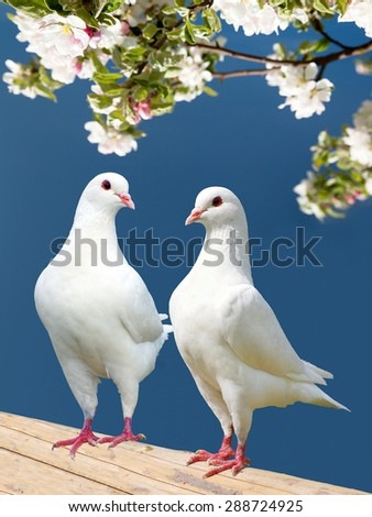two white pigeon on flowering background - imperial pigeon - ducula