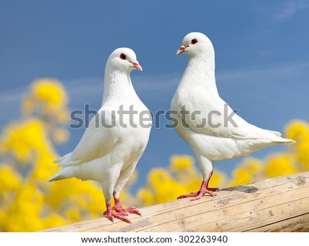 Beautiful view of two white pigeons on perch with yellow flowering background, imperial pigeon, ducula