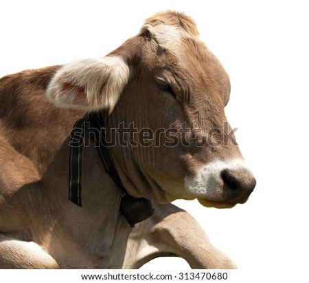 head of cow (bos primigenius taurus) with cowbell isolated on white background