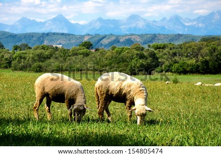 sheep on the meadow, Slovakia Paradise