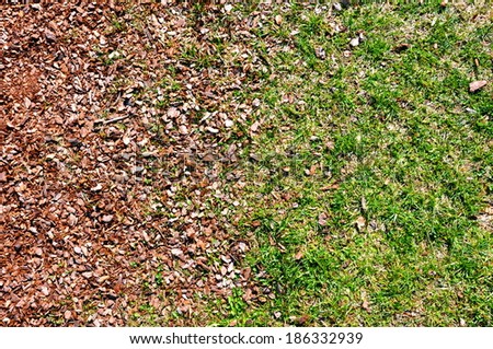 grass and mulch transition in outdoor background