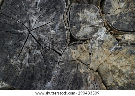 Tree timber texture