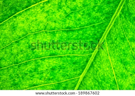 Leaf structure texture.