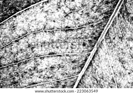 Black and white leaf shape texture.