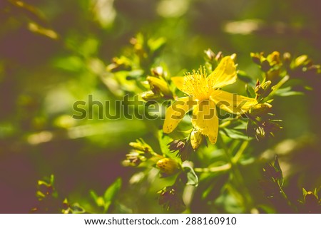 [Obrazek: stock-photo-yellow-vintage-flowers-on-fi...160910.jpg]