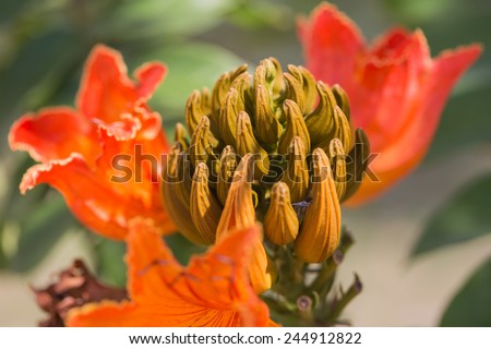 Spathodea flowers,African tulip tree, Fire bell, Fouain tree, Flame of the Forest.