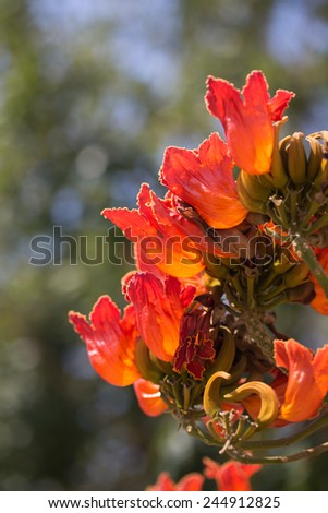 Spathodea flowers,African tulip tree, Fire bell, Fouain tree, Flame of the Forest.